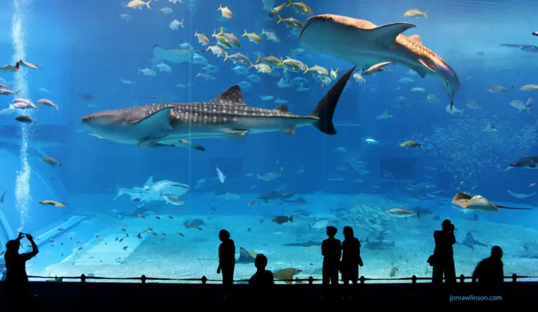 vancouver aquarium-family things to do in Vancouver
